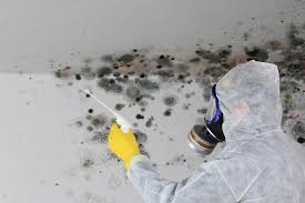 Best Basement Mold Removal in Eddyville, KY